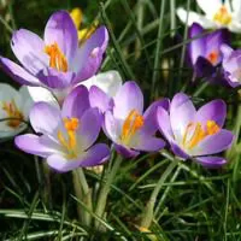 Crocus - Le pot de 10,5 cm