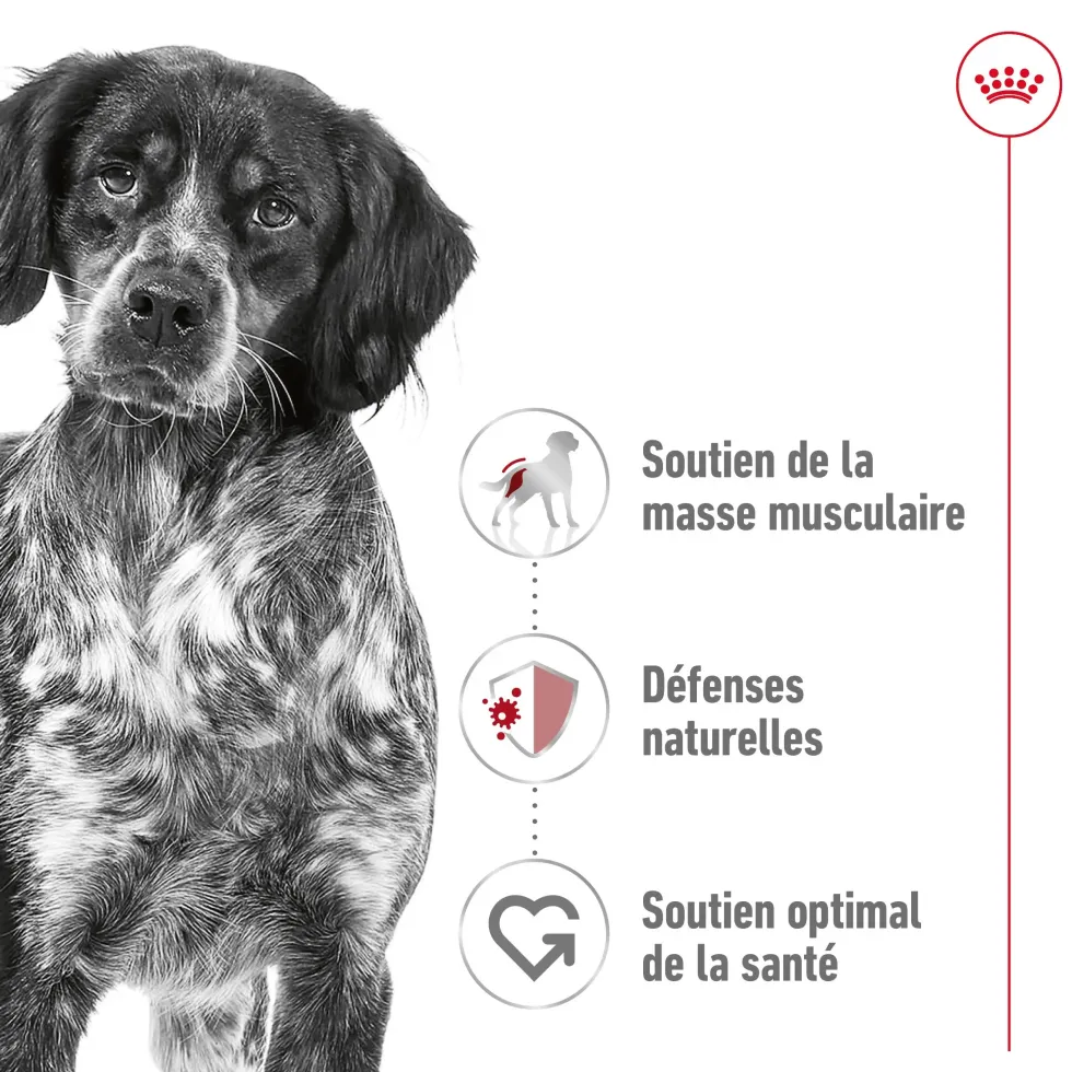 Croquettes pour chien adulte de taille moyenne Royal Canin Medium Adult - 3 kg