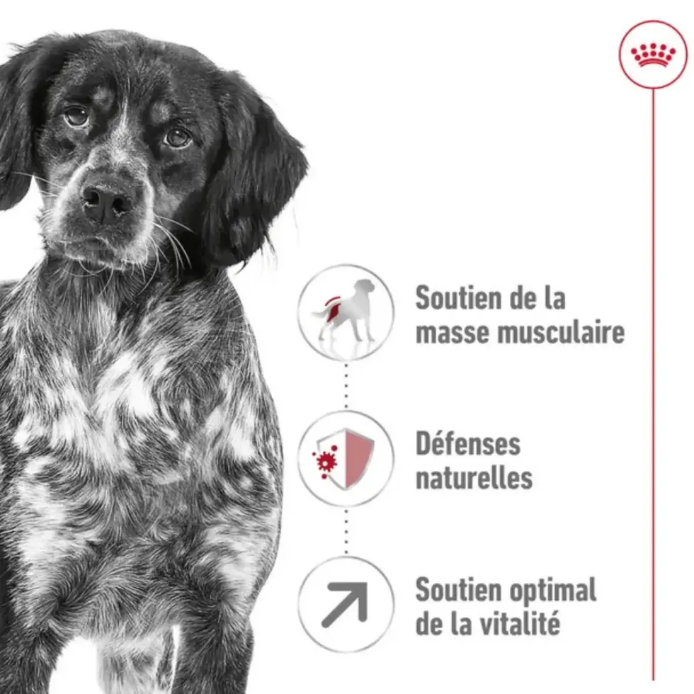 Croquettes pour chien adulte de taille moyenne Royal Canin Medium Adult +7 - 15 kg