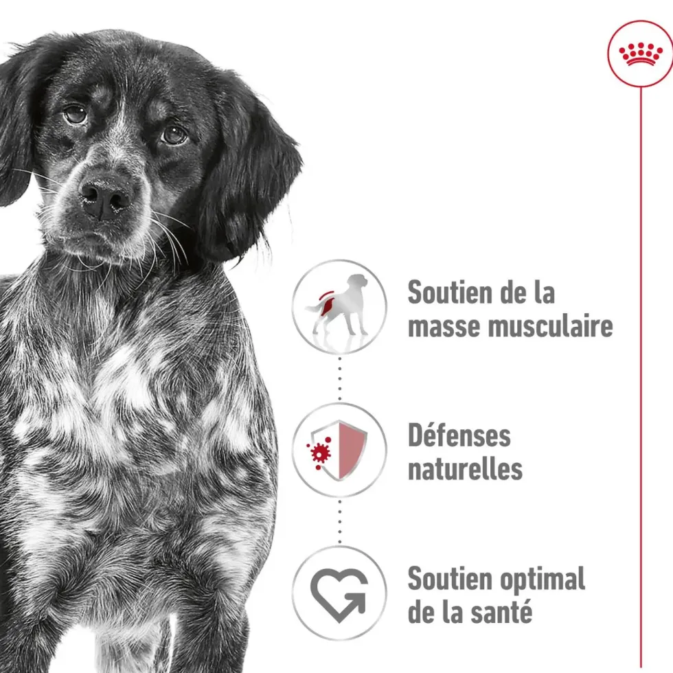 Croquettes pour chien adulte de taille moyenne Royal Canin Medium Adult - 15 kg