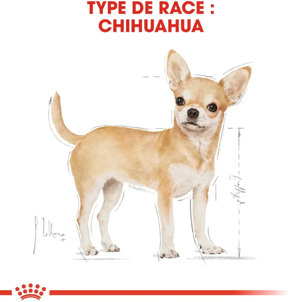 Croquettes pour chien adulte Chihuahua Royal Canin - 3 kg
