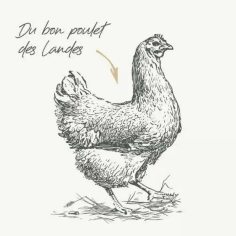Croquettes pour chien maxi adulte au poulet sans céréales Bab'in Signature - 12 kg