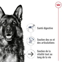 Croquettes pour chien senior de grande taille Royal Canin Maxi Ageing 8+ - 15 kg