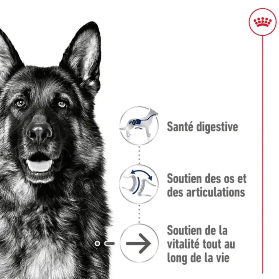 Croquettes pour chien senior de grande taille Royal Canin Maxi Ageing 8+ - 15 kg