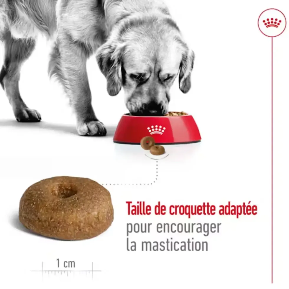 Croquettes pour chien senior de grande taille Royal Canin Maxi Ageing 8+ - 15 kg