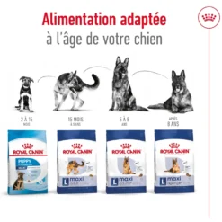 Croquettes pour chien senior de grande taille Royal Canin Maxi Ageing 8+ - 15 kg