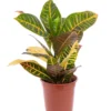 Croton petra multicolore. Le pot Ø 19 cm
