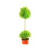 Cupressus Gold Crest Tige - Le pot de 1 litre