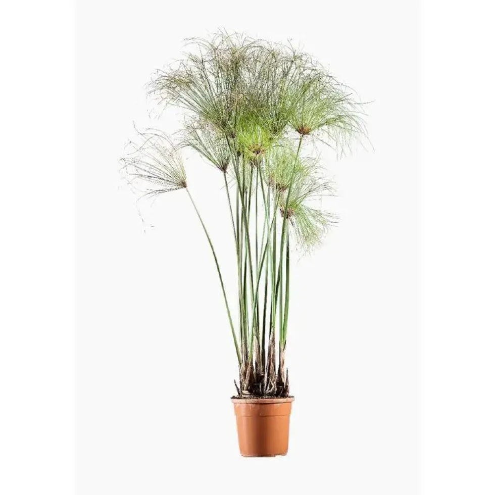 Cyperus Papyrus en pot de 3 L vert