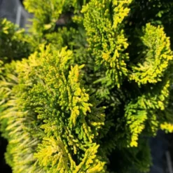 Cyprès du Japon (Chamaecyparis Obtusa Aurora) 30/40. Le pot 5 litres