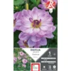 Dahlia buisson Prestance mauve Ernest Turc - 1 bulbe