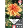 Dahlia décoratif Les sables d'Olonne orange strié rouge Ernest Turc - 1 bulbe