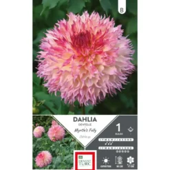 Dahlia fleurs géantes rose Ernest Turc Myrtle’s folly - 1 bulbe