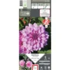 Dahlia nain double Charming Lady® rose feuillage sombre Ernest Turc - 1 bulbe
