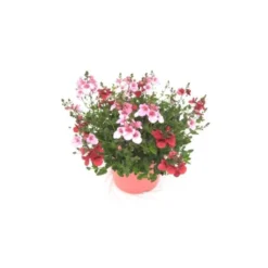 Diascia - Le pot de 2,5 litres