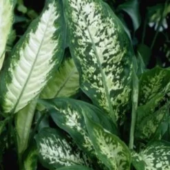 Dieffenbachia sublime. Le pot de Ø 17 x H 60 cm