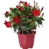 Dipladenia Buisson - Le pot de 3 litres