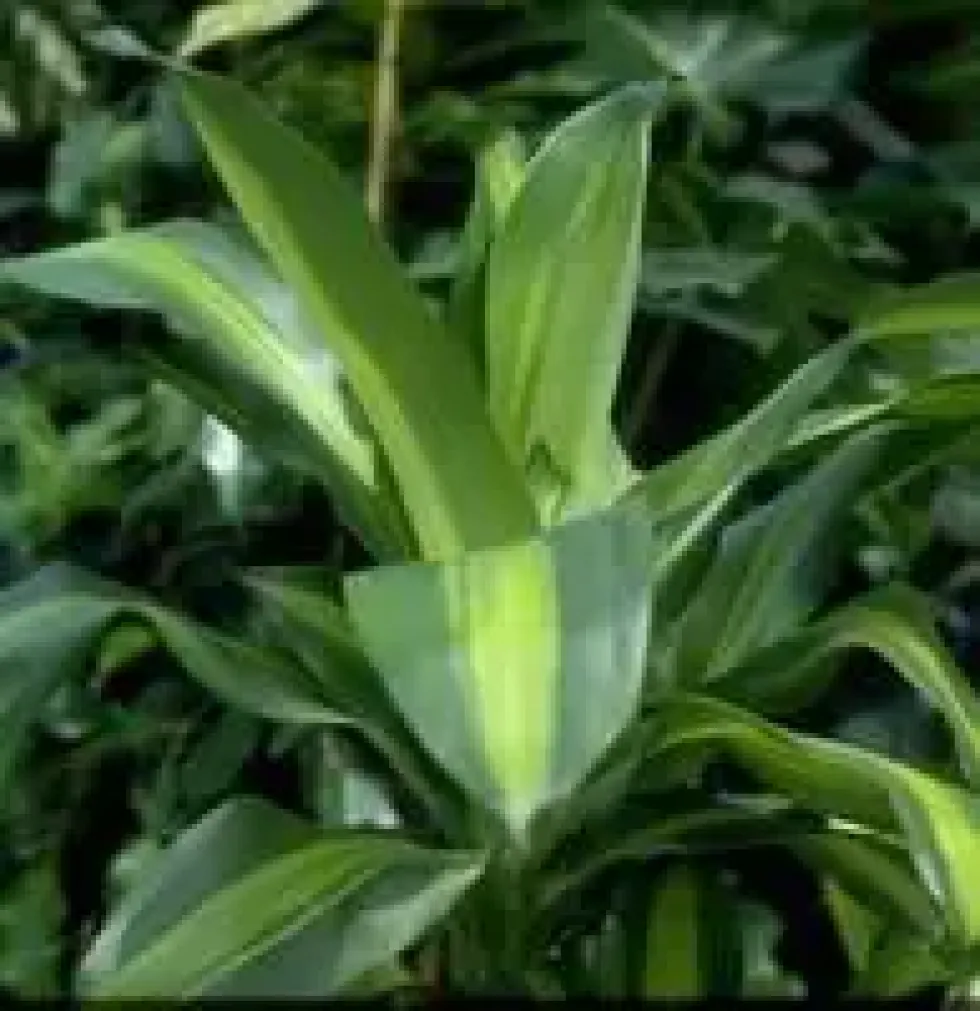 Dracaena Fragrans Massangeana 3 PP pot Ø24xH135 cm