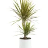 Dracaena marginata bicolore 2 pieds botanic®. Le pot de Ø 21 cm