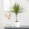 Dracaena marginata vert en pot blanc émaillé botanic®. Le pot Ø 15 cm