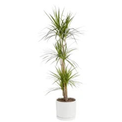 Dracaena marginata vert en pot blanc émaillé botanic®. Le pot Ø 30 cm