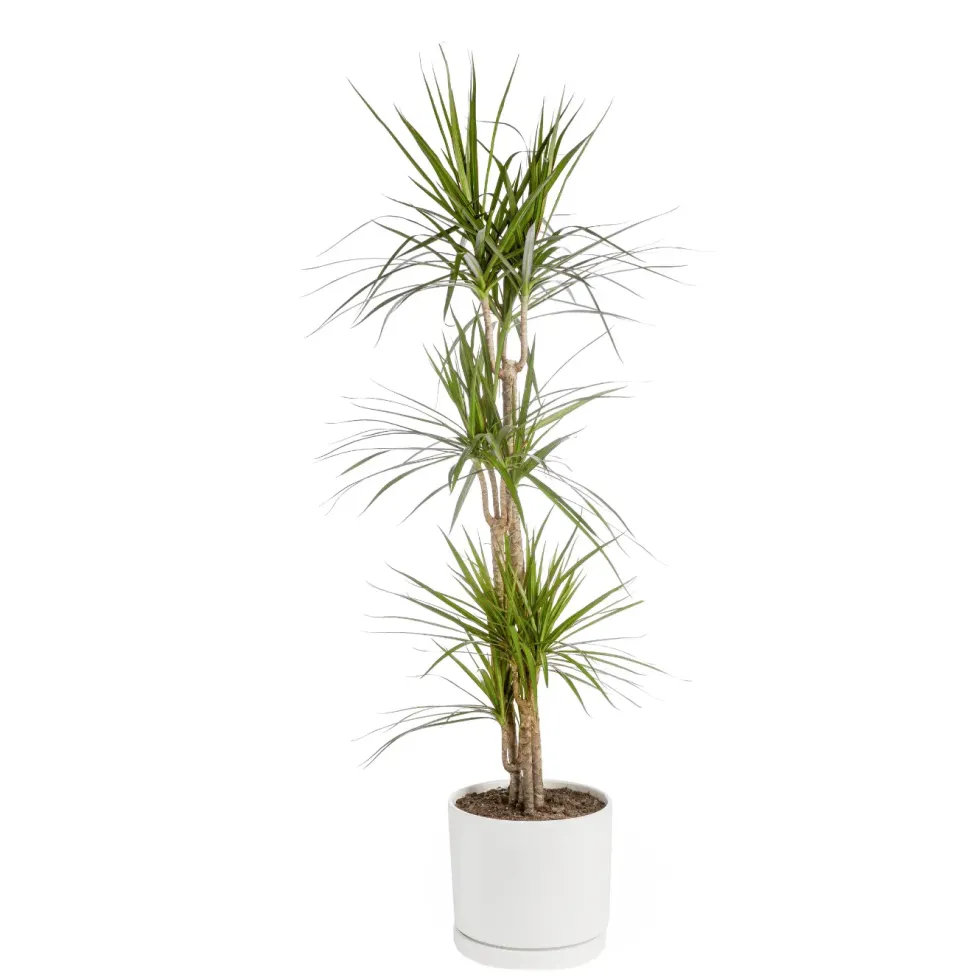 Dracaena marginata vert en pot blanc émaillé botanic®. Le pot Ø 30 cm