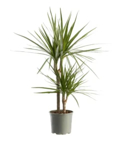 Dracaena marginata vert. Le pot Ø 21 cm
