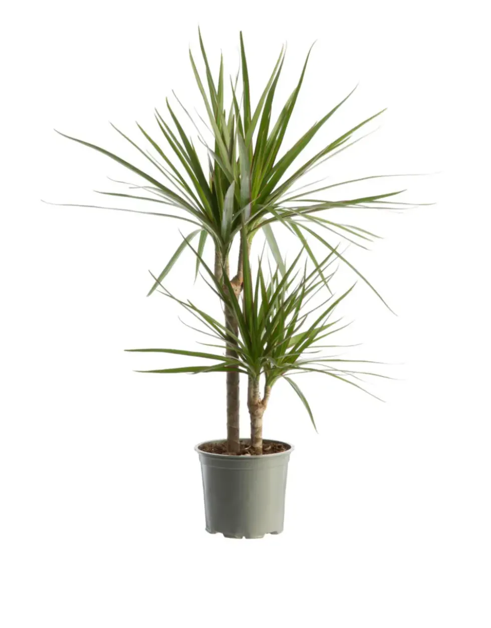 Dracaena marginata vert. Le pot Ø 21 cm