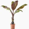 Ensete Ventricosum Maurelii (Bananier d’Abyssinie) XL en pot de 24 L vert