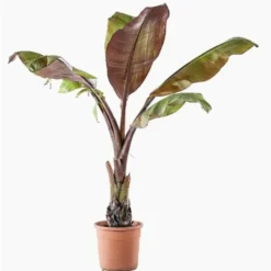 Ensete Ventricosum Maurelii (Bananier d’Abyssinie) XL en pot de 24 L vert