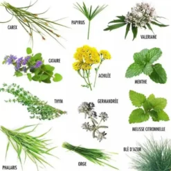 Enveloppe 12 sachets plantes pour mon chat Radis et Capucine