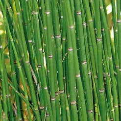 Equisetum japonicum