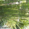 Equisetum Japonicum - Le pot de 11 cm