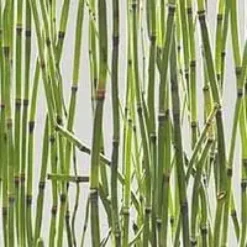 Equisetum Japonicum - Le pot de 3 litres