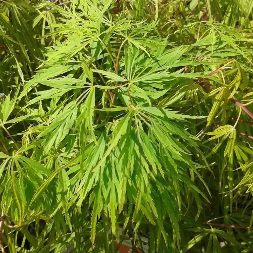 Erable du JaponGreffe Viridis 1/4 tige. Le pot de 10 litres