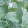 Eucalyptus gunnii Azura. Le pot de 3,5 litres
