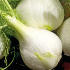 Fenouil Solaris Bio. La barquette de 6 plants