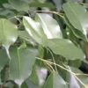 Ficus Benjamina. Le pot de Ø 17 x H 65 cm, forme pyramide