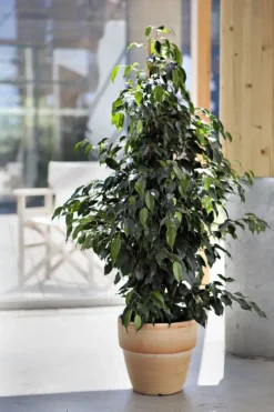 Ficus Benjamina. Le pot de Ø 14 x H 55 cm