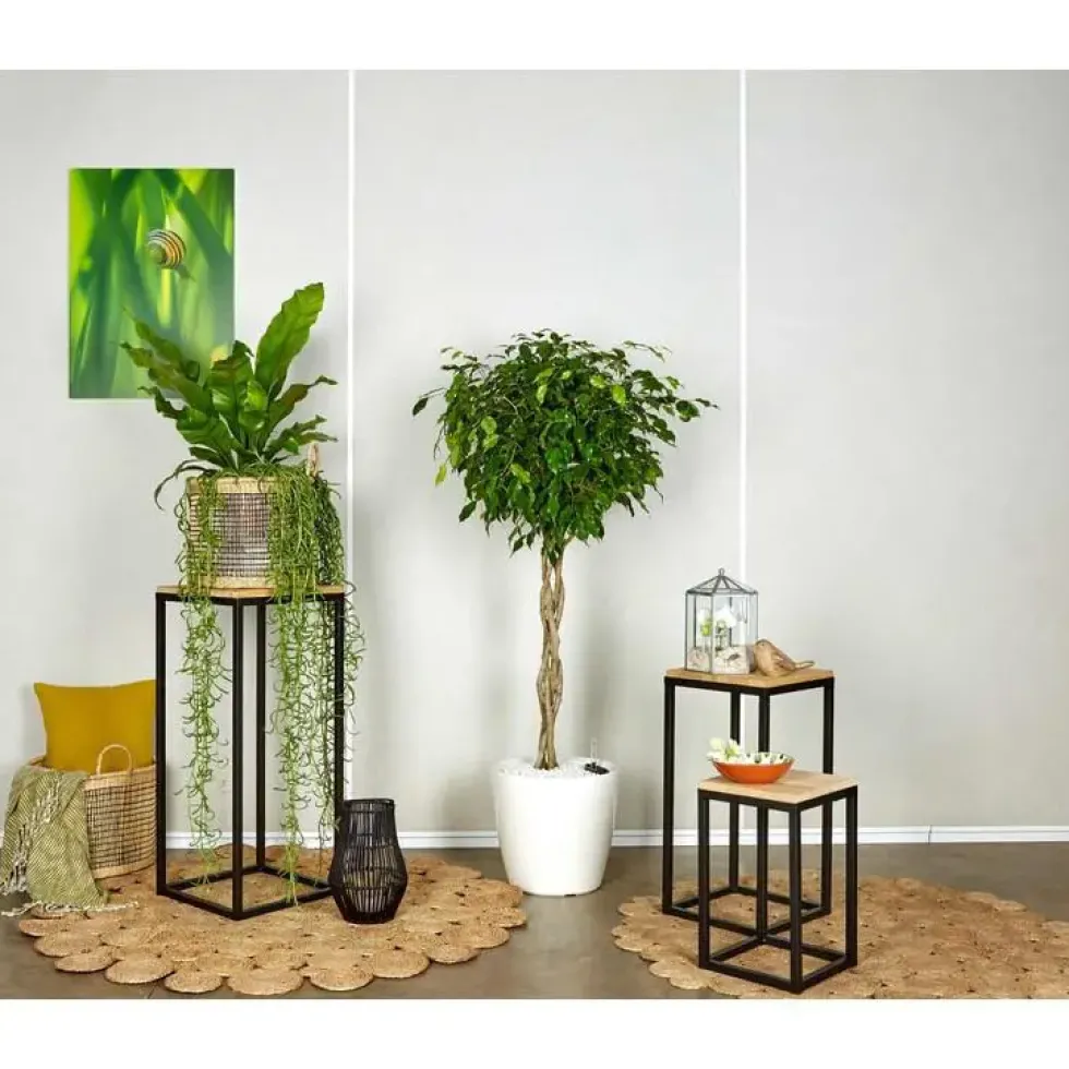 Ficus benjamina tronc tressé et son pot Classico premium Ø 35 blanc