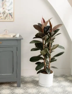 Ficus elastica Abidjan 3 pieds vert en pot blanc émaillé botanic®. Le pot Ø 24 cm