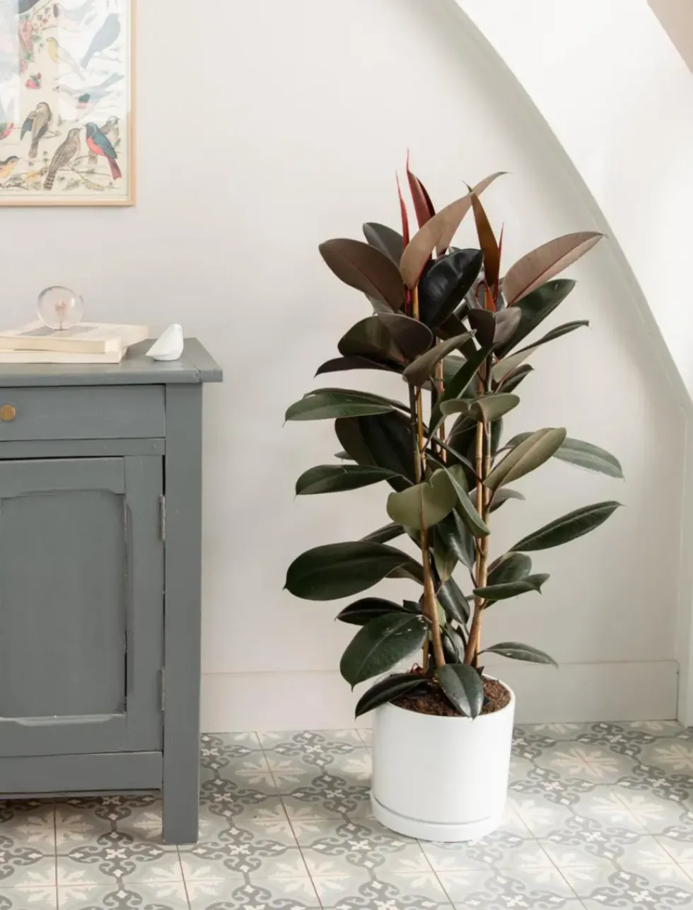 Ficus elastica Abidjan 3 pieds vert en pot blanc émaillé botanic®. Le pot Ø 24 cm