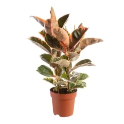 Ficus elastica (Caoutchouc). Le pot Ø 24 cm