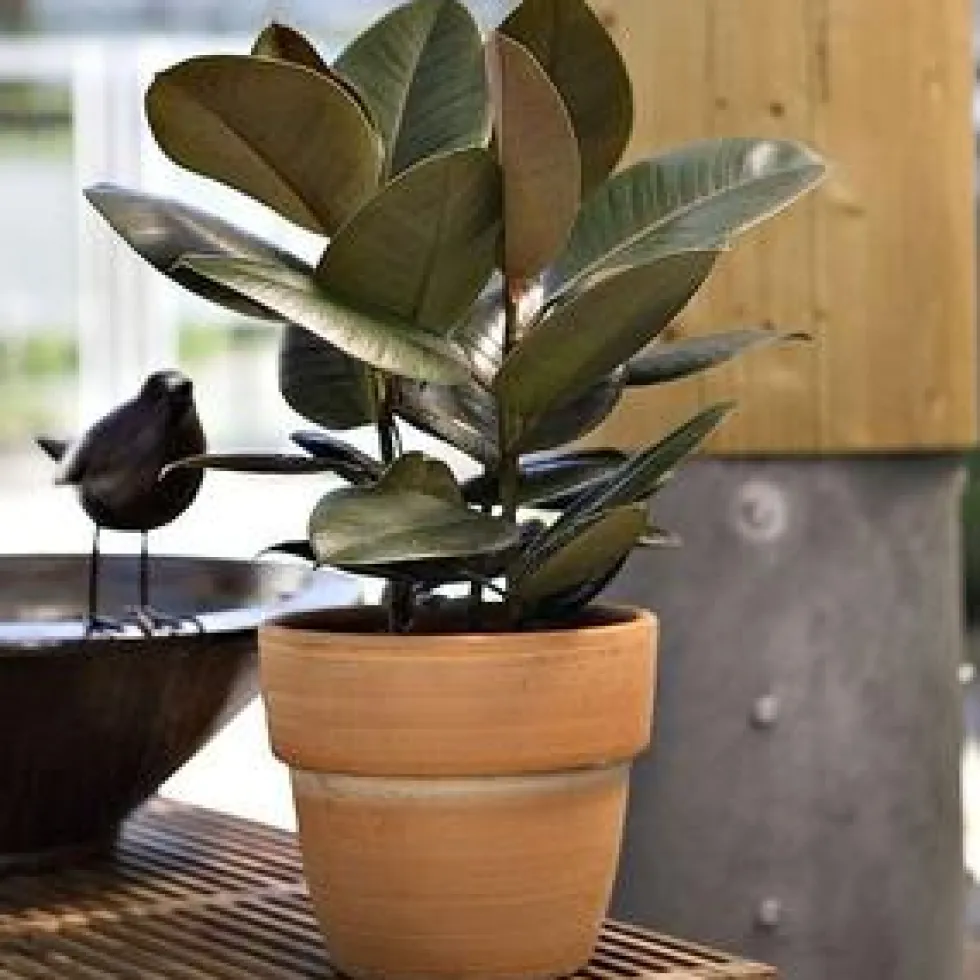 Ficus Elastica. Le pot Ø 12 cm