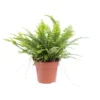 Fougère Nephrolepis Green Lady pot Ø12 cm/ H35 cm