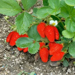 Fraisier Gariguette Bio Non Remontante. La barquette de 6 plants