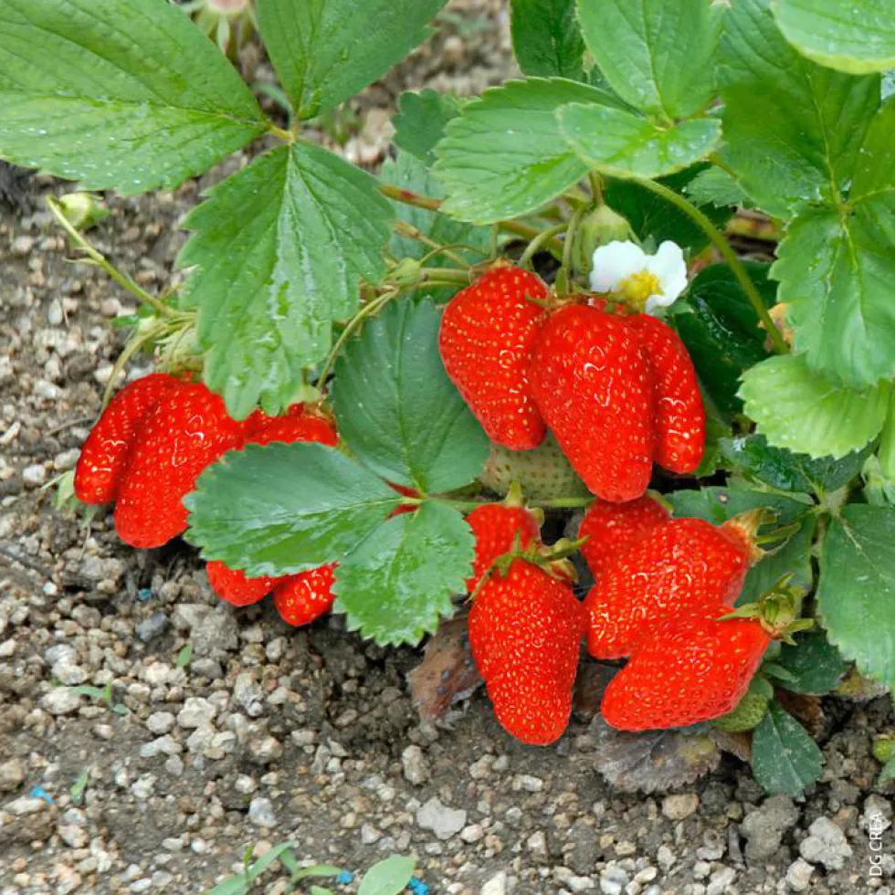 Fraisier Gariguette Bio Non Remontante. La barquette de 6 plants