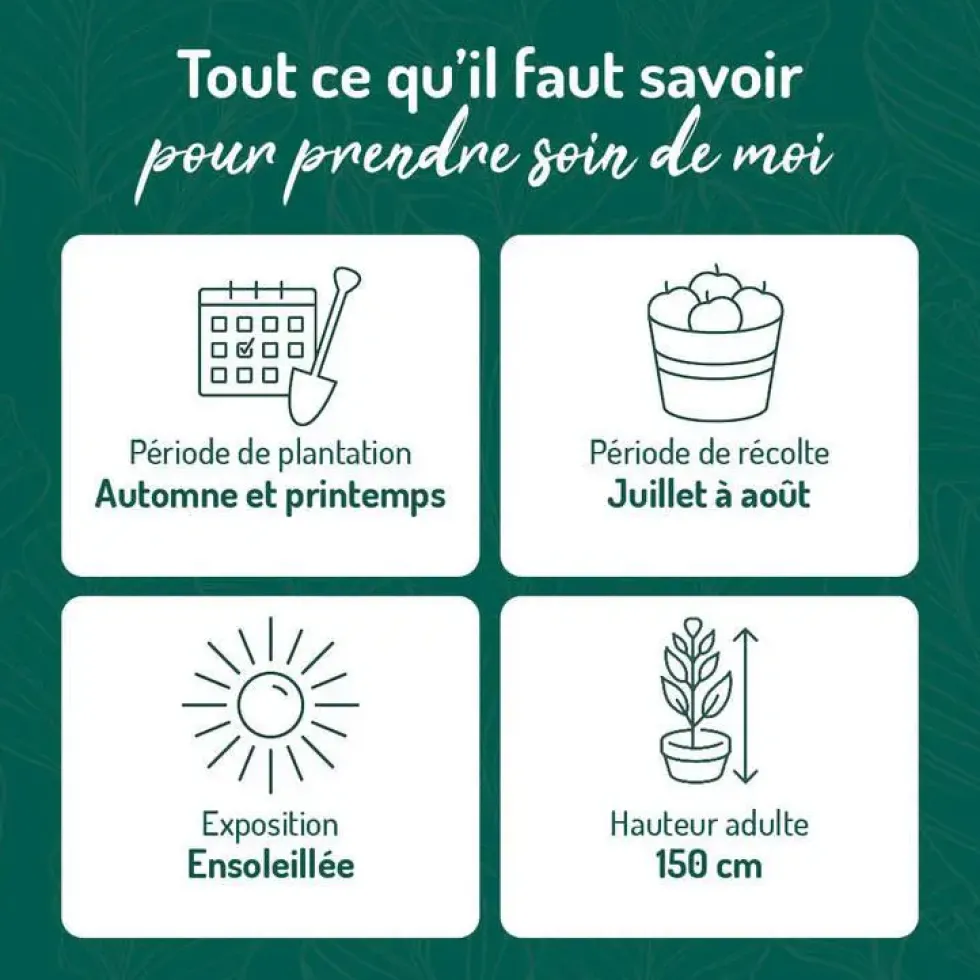 Framboisier Golden Everest Bio. Le pot de 2 litres