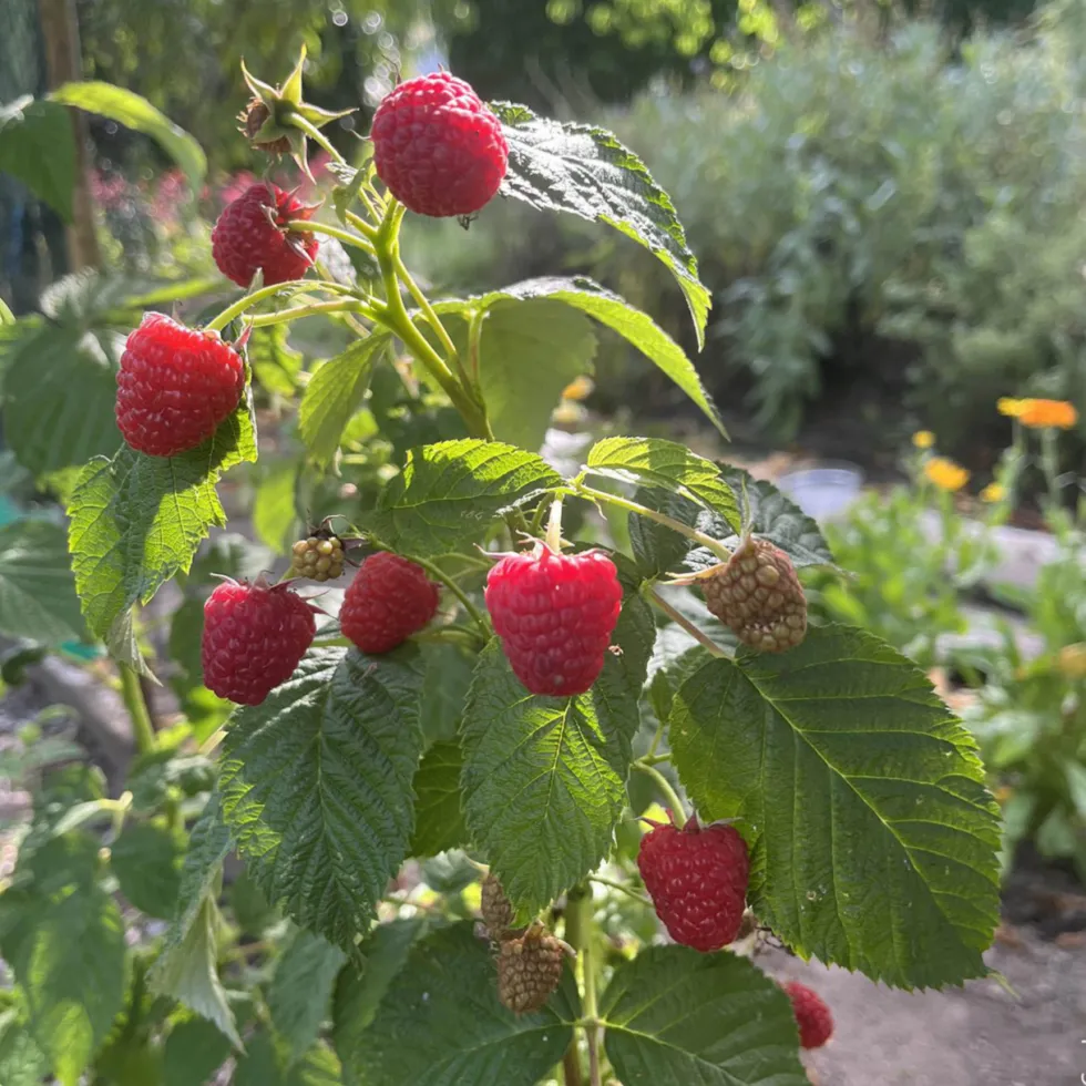 Framboisier Mademoiselle Françoise bio botanic® rouge. Le pot de 2 litres