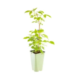 Framboisier Yummi Rustica® Bio. Le pot de 2 litres